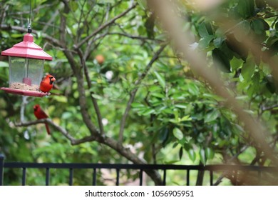 Red Flower Feeder Images Stock Photos Vectors Shutterstock