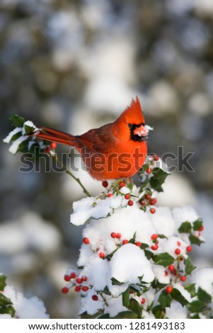 Northern Cardinal (Cardinalis cardinalis) male in China girl holly (Ilex x. Meserveae 'China Girl') in winter, Marion, Illinois, USA.
