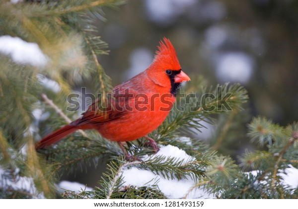 Northern Cardinal Cardinalis Cardinalis Male Fir Stock Photo 1281493159 ...