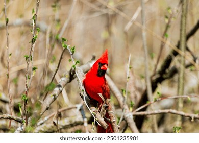 The northern cardinal (Cardinalis cardinalis).  Male in spring during  bird courtship sitting on a branch tree - Powered by Shutterstock