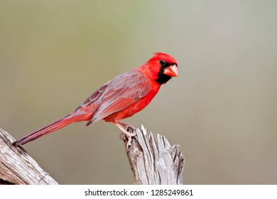Northern Cardinal (Cardinalis cardinalis) male Starr, Texas, USA.