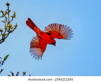 Cardenal del Norte (Cardinalis cardinalis) en pleno vuelo con sus alas completamente extendidas, mostrando los intrincados patrones de plumas