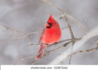 Northern Cardinal - Cardinalis cardinalis perched on a branch in winter snowfall