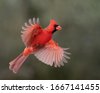 cardinal flying
