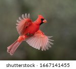 Northern Cardinal coming in for a landing