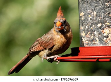 A  Northern Cardinal Feeds On Sunflower Seed.