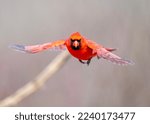 Northern cardinal in flight with wings spread.