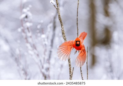 Northern Cardinal in flight in winter. This male cardinal spreads its wings in flight with a winter scene in the background. Wonderful details are seen in the wings and face as it flys into the camera - Powered by Shutterstock