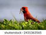 Northern Cardinal hunting in the green grass