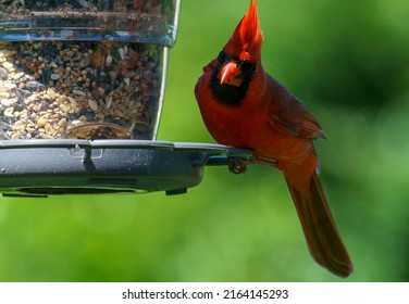 Northern Cardinal Looks Around The Bird Feeder