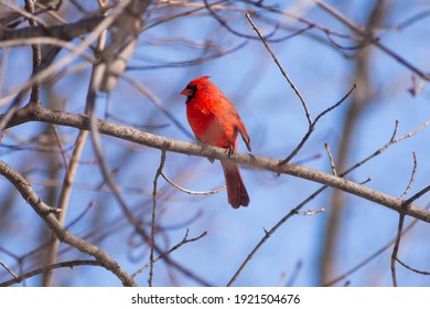 Northern Cardinal, Male Cardinalidae Cardinalis