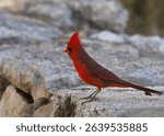 Northern Cardinal (male) (cardinalis cardinalis) perched on a rock wall