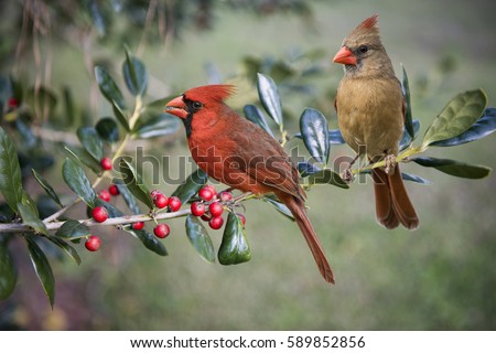 Northern Cardinal Male and Female on Holly Branch