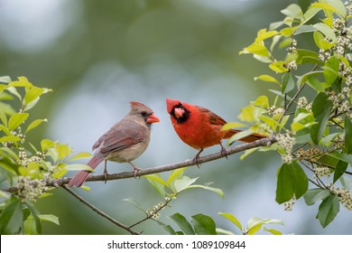 Northern Cardinal Male and Female Perched on Branch of American Holly Tree in Spring in Louisiana