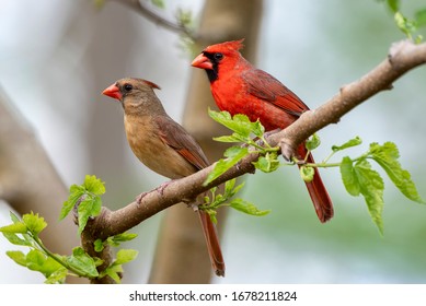 Northern Cardinal Male and Female Perched on Branch of Budding Mulberry Tree in Early Spring in Louisiana