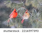 Northern cardinal male and female in pine tree in winter, Marion County, Illinois.