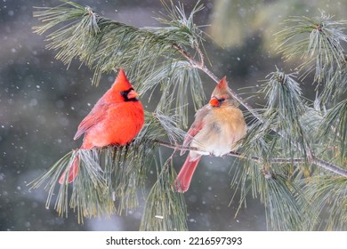 Northern cardinal male and female in pine tree in winter, Marion County, Illinois. - Shutterstock ID 2216597393