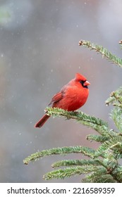 Northern Cardinal Male In Fir Tree In Snow, Marion County, Illinois.