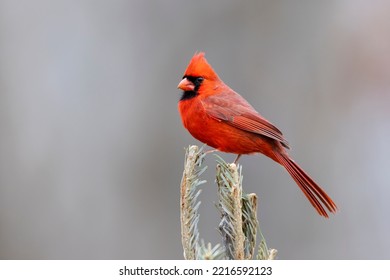 Northern Cardinal Male In Fir Tree In Snow, Marion County, Illinois.