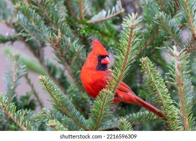 Northern Cardinal Male In Fir Tree In Snow, Marion County, Illinois.