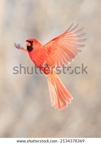 Northern Cardinal male flying on grey background, Quebec, Canada