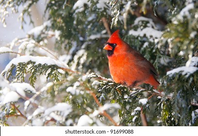 Northern Cardinal, male,  perched on a cedar hedge in the snow with  sparkling bokeh.