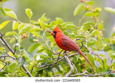 Northern Cardinal Male In Serviceberry Bush, Marion County, Illinois.