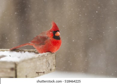 Northern Cardinal male in snow storm