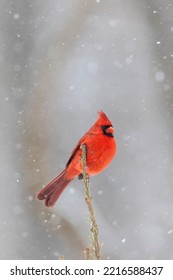 Northern Cardinal Male In Spruce Tree In Winter Snow, Marion County, Illinois.