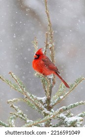 Northern Cardinal Male In Spruce Tree In Winter Snow, Marion County, Illinois.