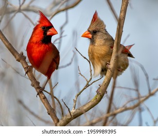 Northern Cardinal Mates Facing Each Other in Branches of Crepe Myrtle Tree