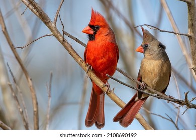 Northern Cardinal Mates Perched on Bare Branches on Cold Windy Day in Louisiana