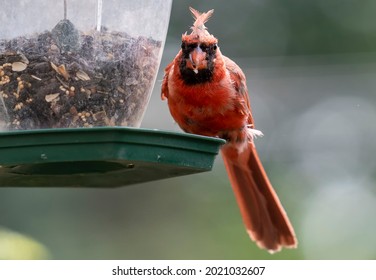 Northern Cardinal On A Bird Feeder