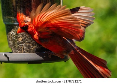 Northern Cardinal On The Bird Feeder