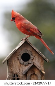 Northern Cardinal On  A Bird House