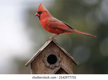 Northern Cardinal On  A Bird House