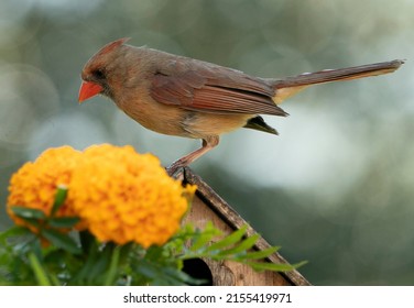 A Northern Cardinal On A Bird House Roof