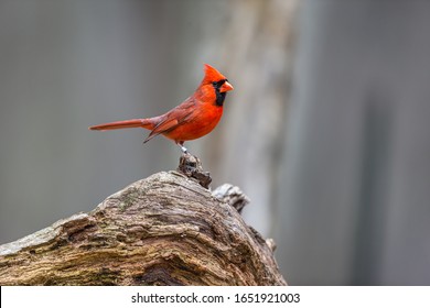 Northern cardinal on an old dead tree in a boreal forest Quebec, Canada.