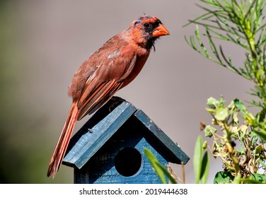 Northern Cardinal On Top Of A Bird House