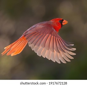 Northern Cardinal on the wing