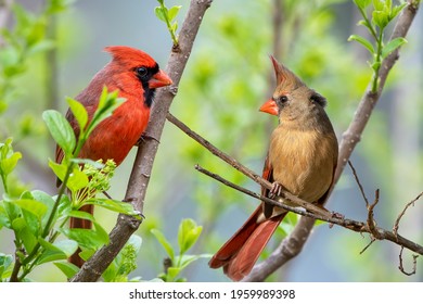 Northern Cardinal Pair In Bright Spring Green Habitat