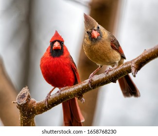 Cardinal Pair Images, Stock Photos & Vectors | Shutterstock