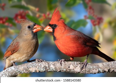 Northern Cardinal Pair Perched on Limb Against Holly Berry Background on a Blue Sky Day in Autumn in Louisiana