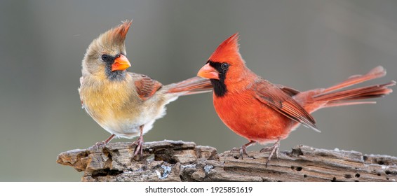 Northern Cardinal Pair Perched on Driftwood