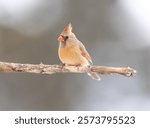 Northern cardinal perched on a branch in winter.