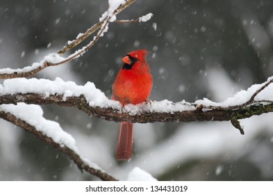 Northern Cardinal perched on a branch during a heavy winter snow storm