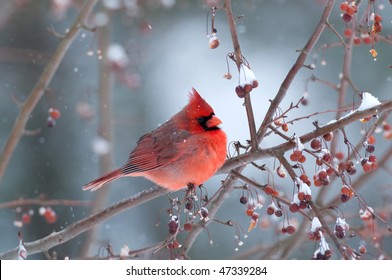 Northern cardinal perched on a branch during light winter snow