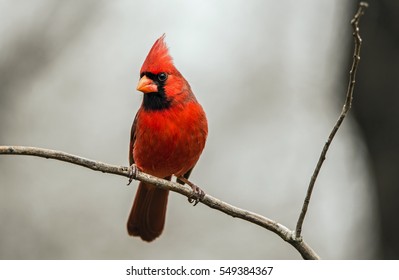 Northern Cardinal perched on a branch