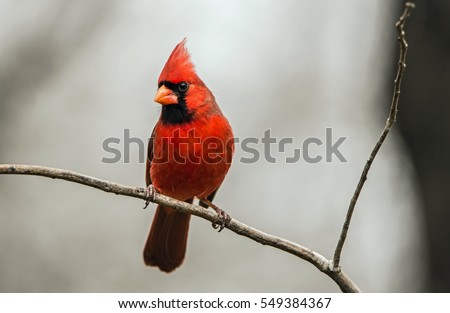 Northern Cardinal perched on a branch