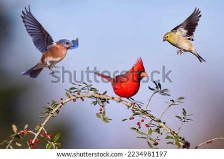 Northern Cardinal Perched on Holly Branch with Eastern Bluebird and American Goldfinch Hovering Overhead